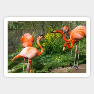 Flamingo Fight Sticker